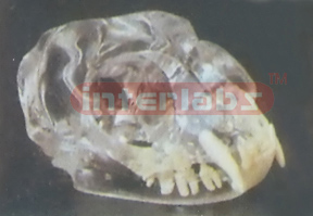 TRANSPARENT FELINE SKULL MODEL